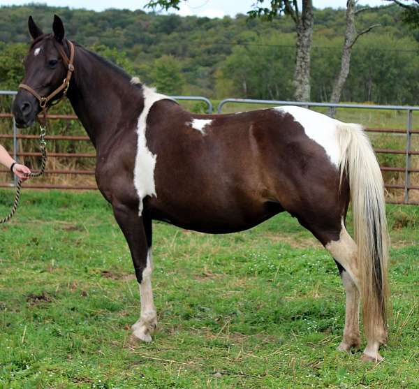 green-broke-missouri-fox-trotter-horse