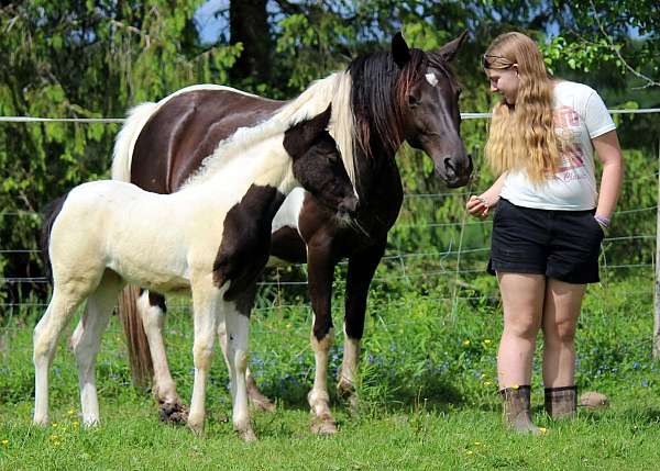 in-foal-missouri-fox-trotter-horse