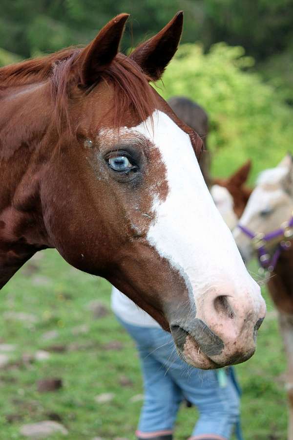 chestnut-sabino-with-two-blue-eyes-socks-horse