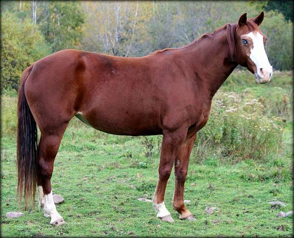 sabino-with-two-blue-eyes-socks-horse