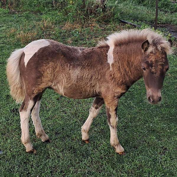 dappled-double-registered-filly