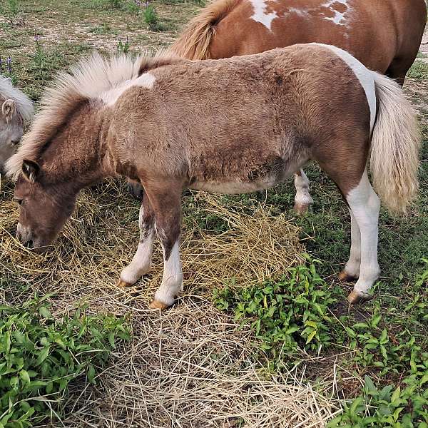 dappled-double-registered-horse
