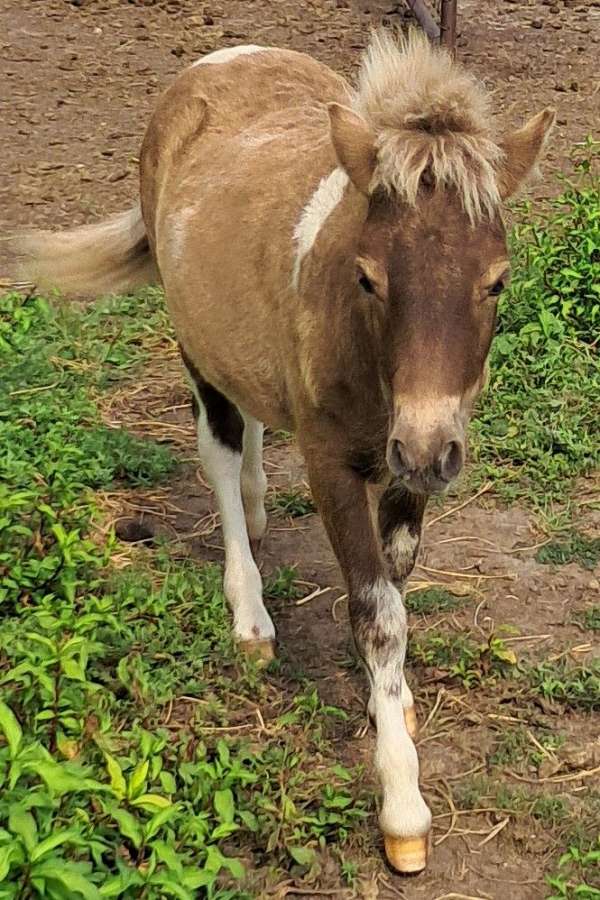 dappled-double-registered