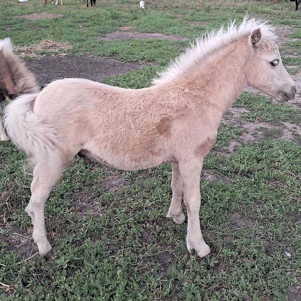 palomino-double-registered-flashy-horse