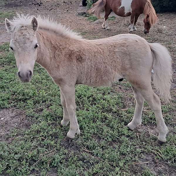 double-registered-flashy-colt