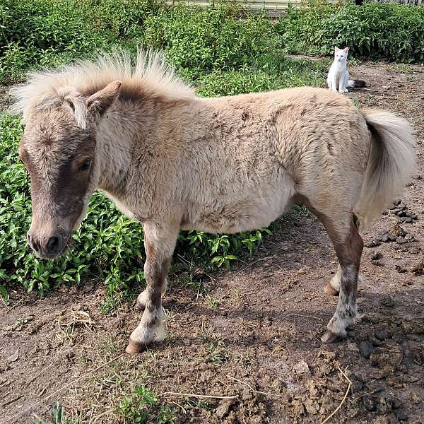 silver-dapple-colt
