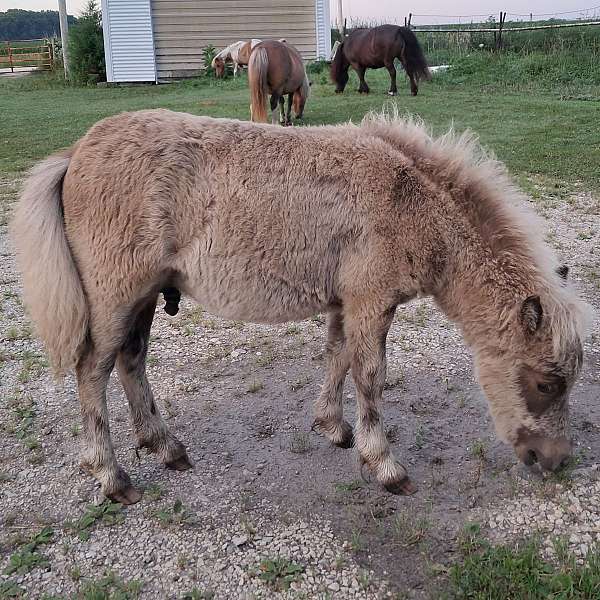fancy-colt-weanling