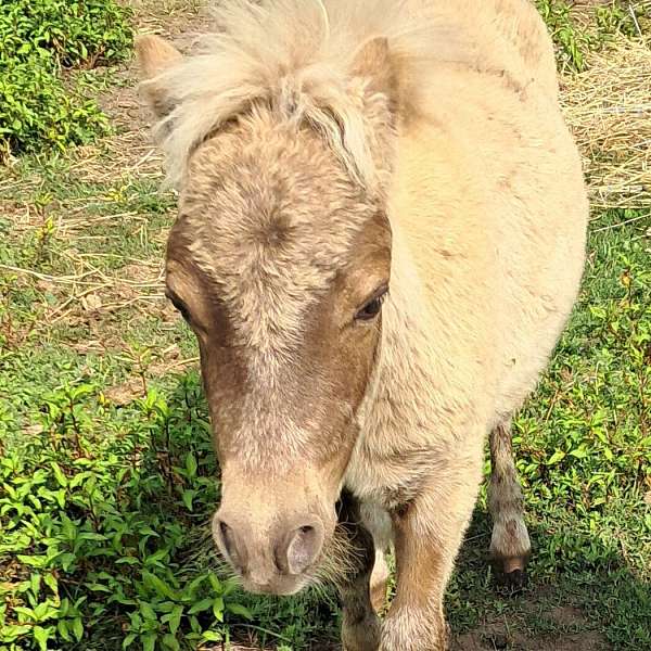 silver-dapple-colt-weanling