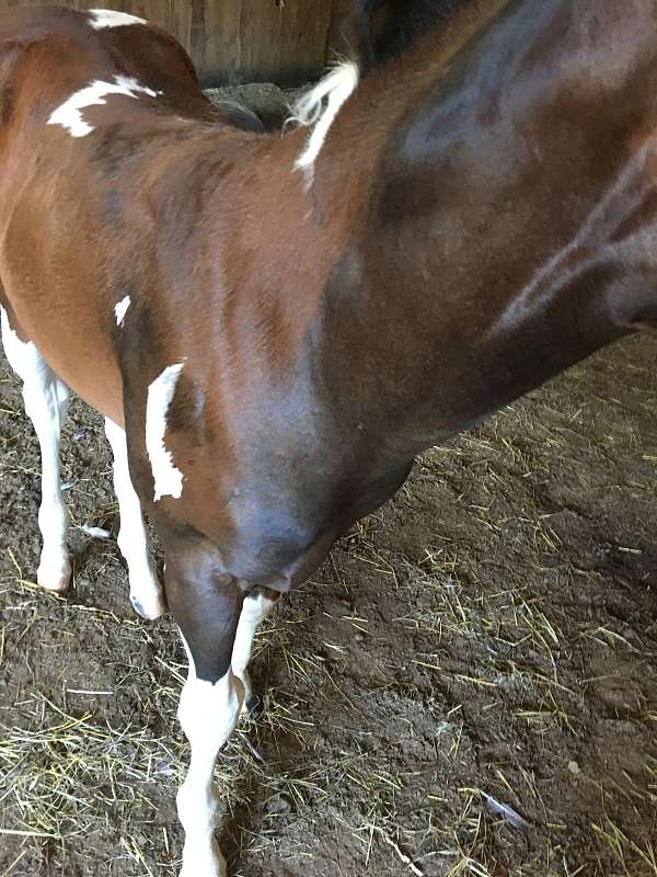 tobiano-wide-blaze-n-stockings-horse