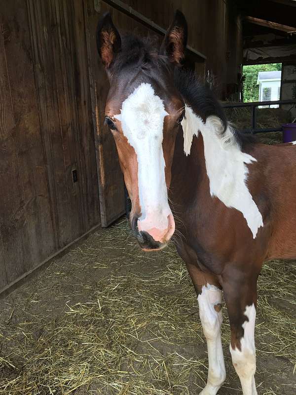 breeding-paint-horse