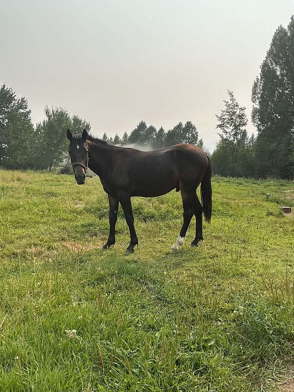 bridges-standardbred-horse