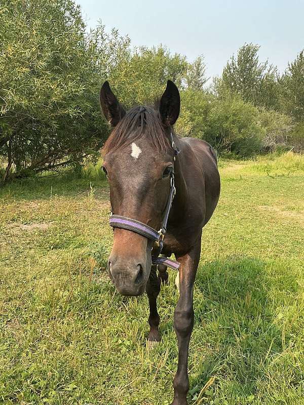 crosses-water-standardbred-horse