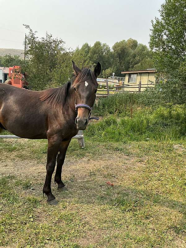 ears-standardbred-horse