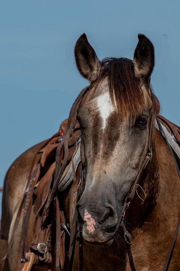 buckskin-draft-gelding