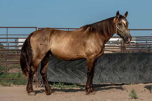 buckskin-gelding-for-sale