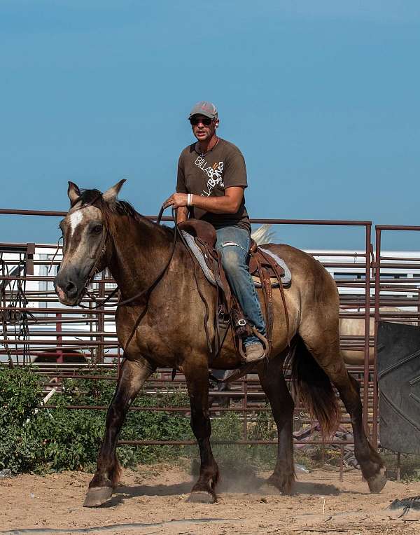 16-hand-draft-gelding