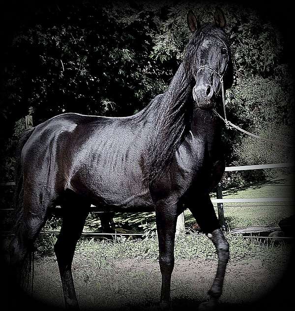 black-arabian-stallion