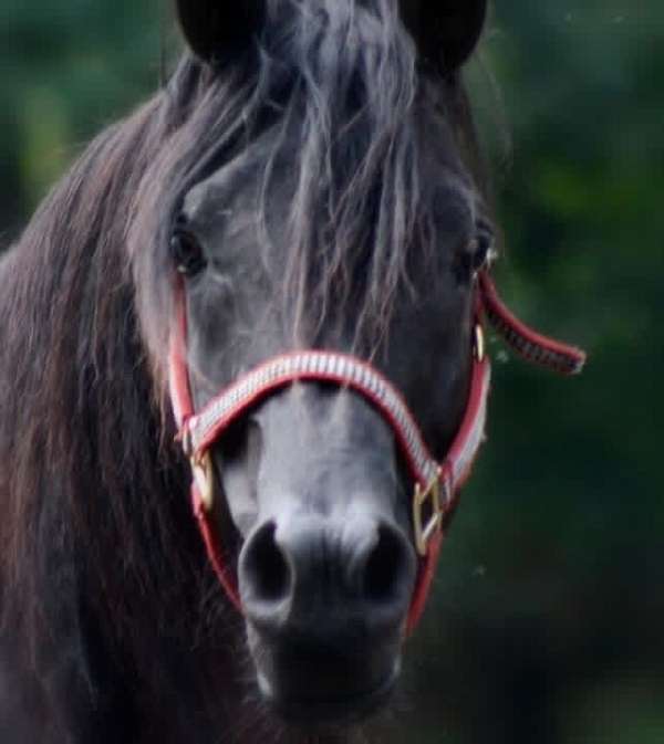 beautiful-black-stallion