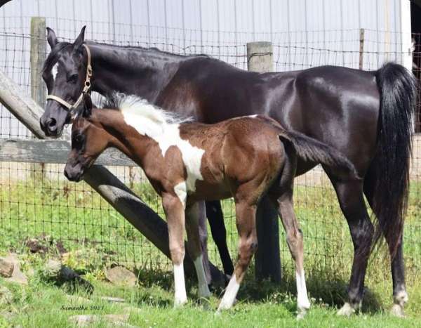 black-aha-horse