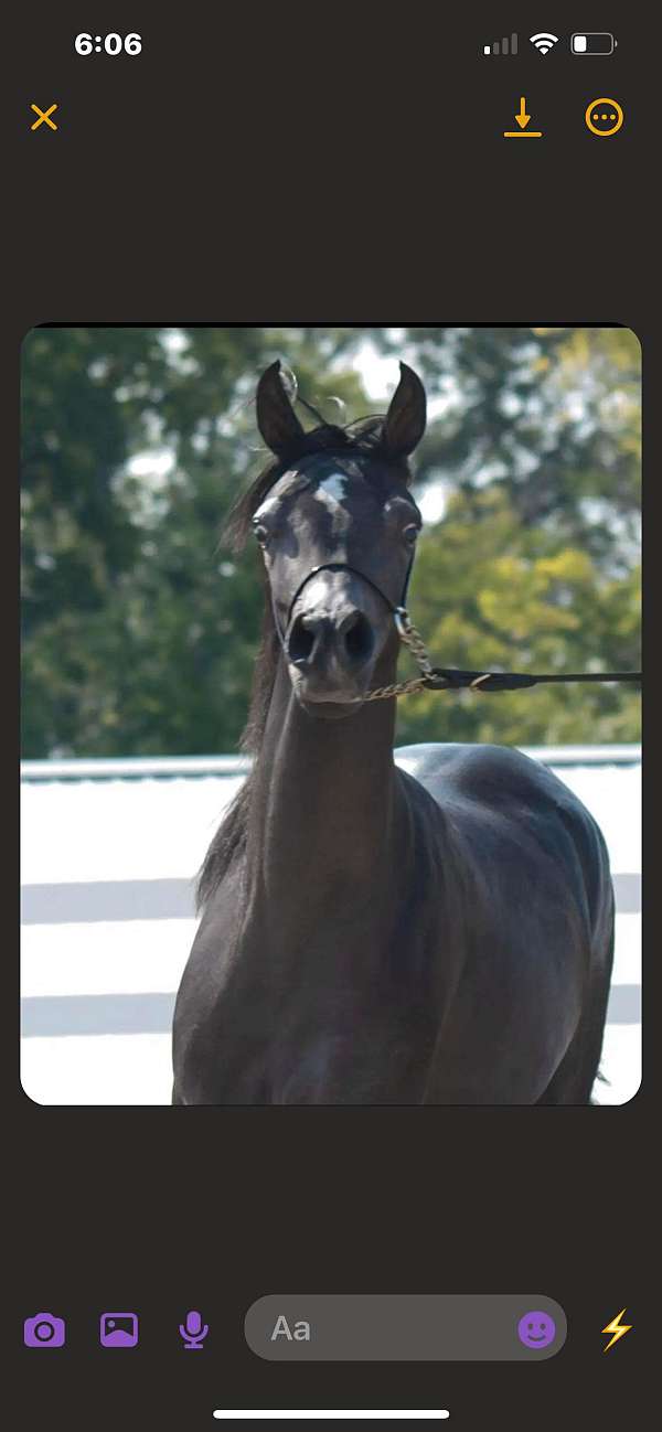black-arabian-mare