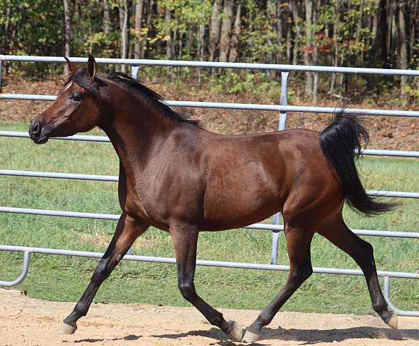 14-hand-arabian-mare