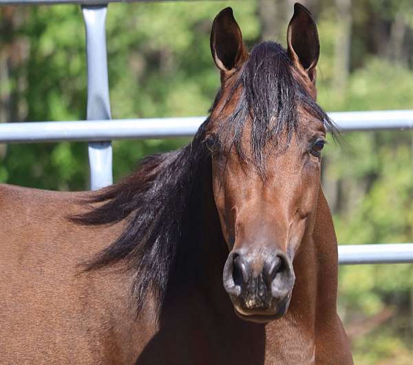 bay-arabian-mare
