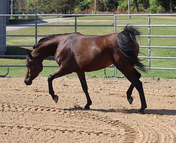 bay-mare-for-sale