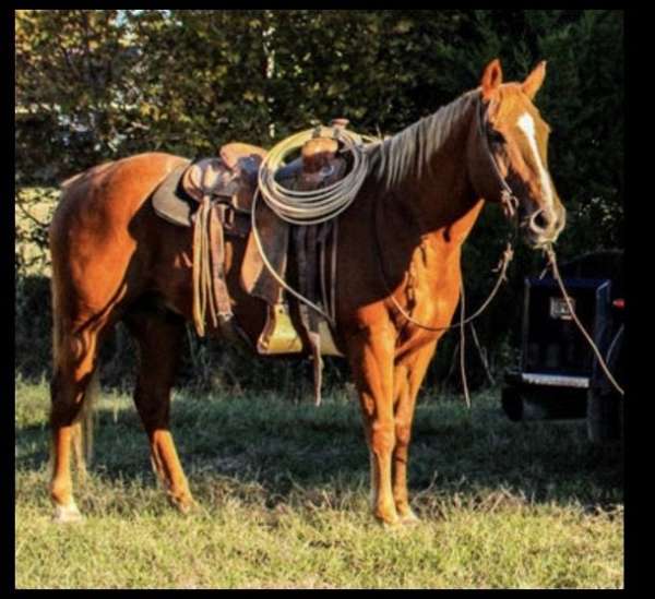 quarter-horse-for-sale