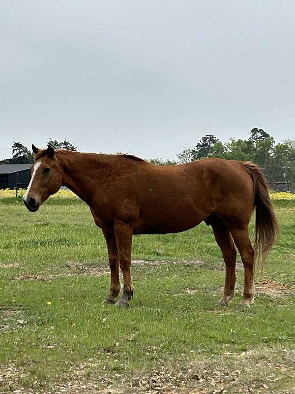 quarter-horse-gelding