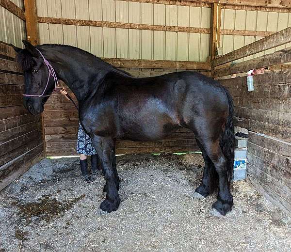 na-horse