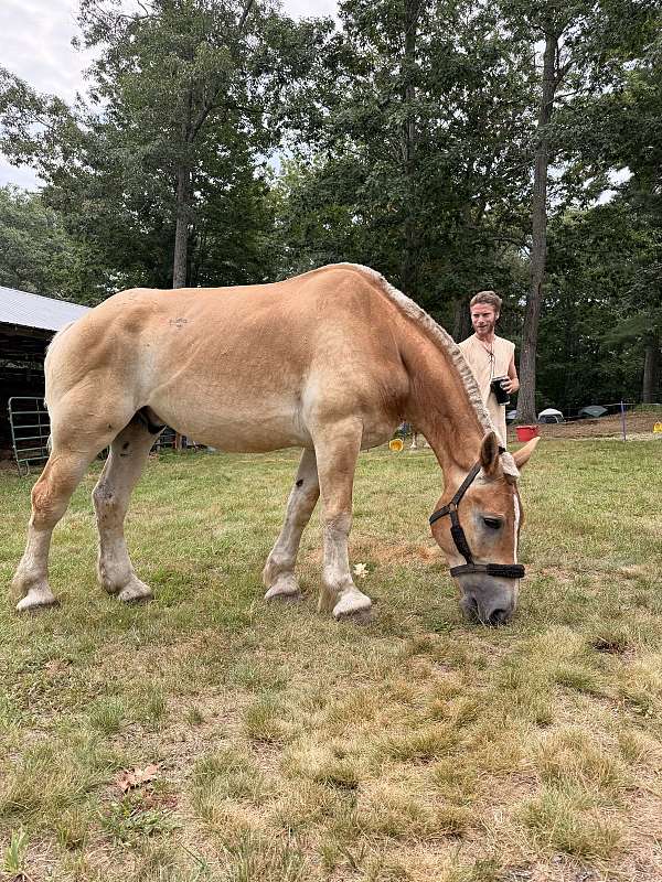 showmanship-belgian-horse