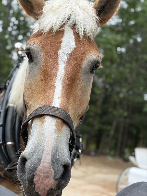 draft-belgian-horse