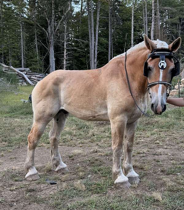 bomb-belgian-horse