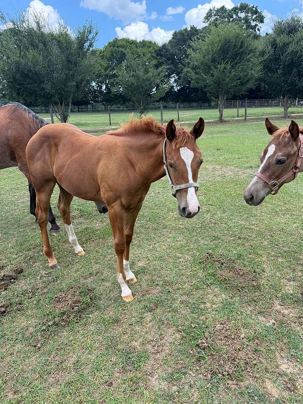 red-roan-roan-aqha-weanling