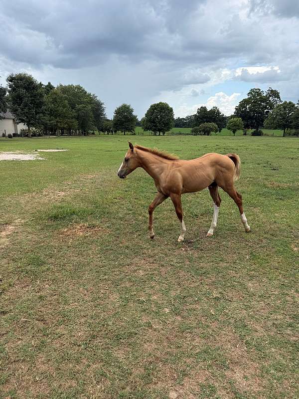 all-around-quarter-horse