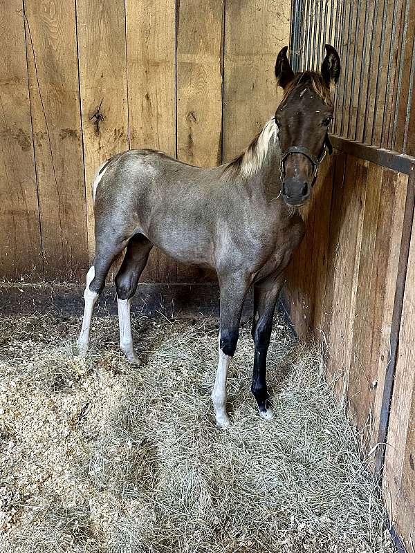 10-hand-tennessee-walking-horse