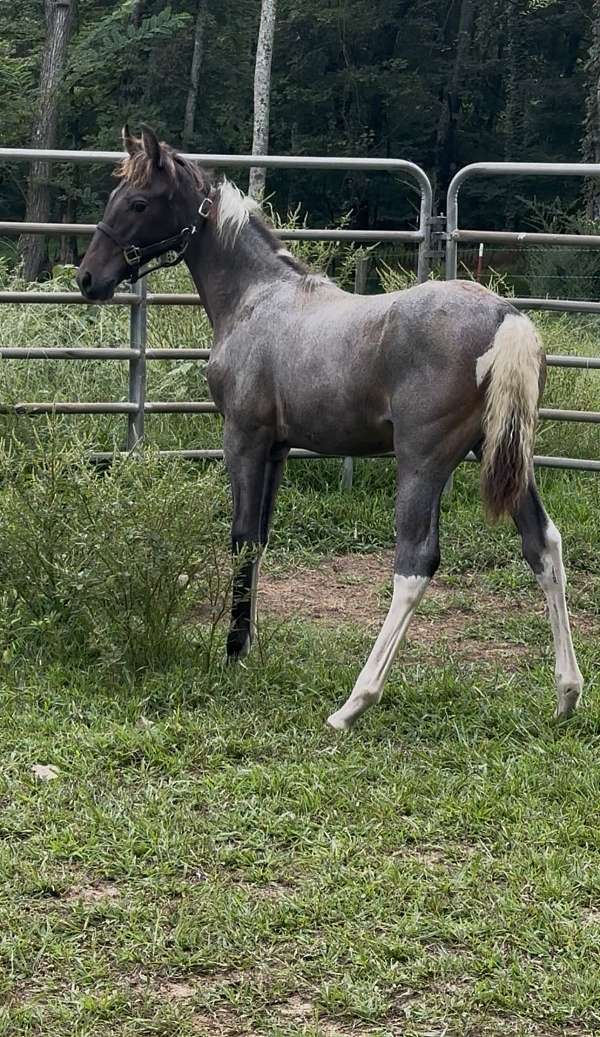 white-twhbea-filly