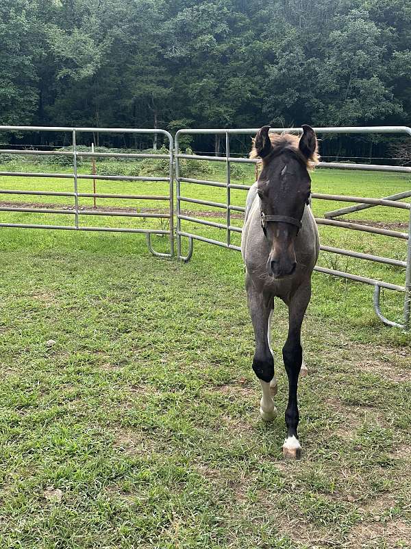 gaited-tennessee-walking-horse