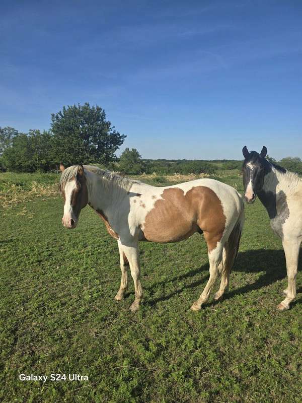 dun-w-blk-points-hz-tobiano-horse