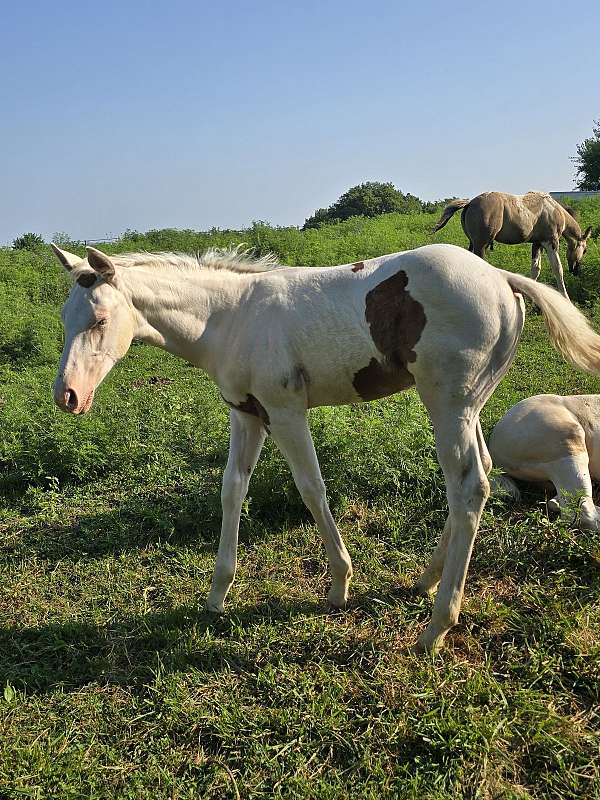 tovero-horse