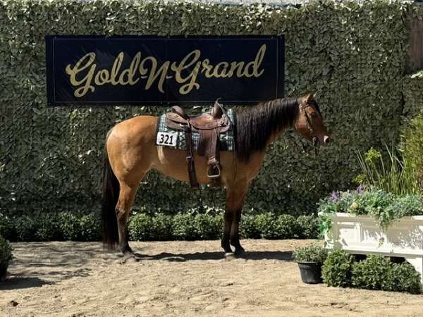 all-around-quarter-horse