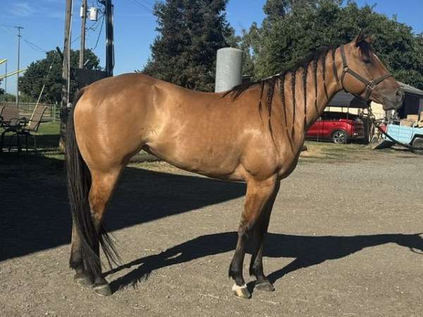 pearl-mare