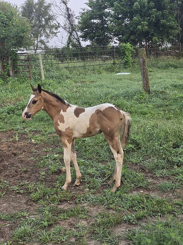 all-around-paint-horse