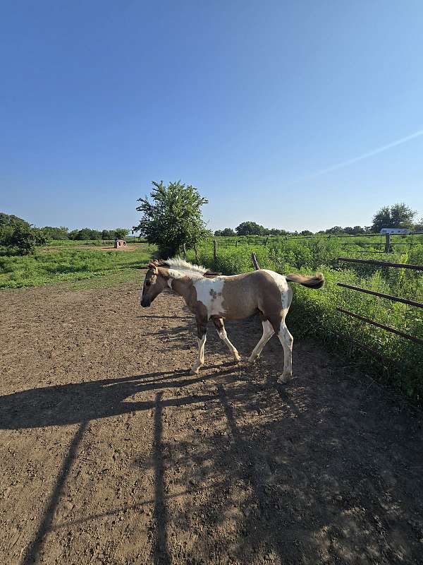 reini-horse