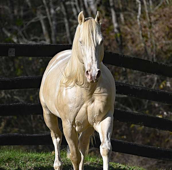 poco-bueno-stallion