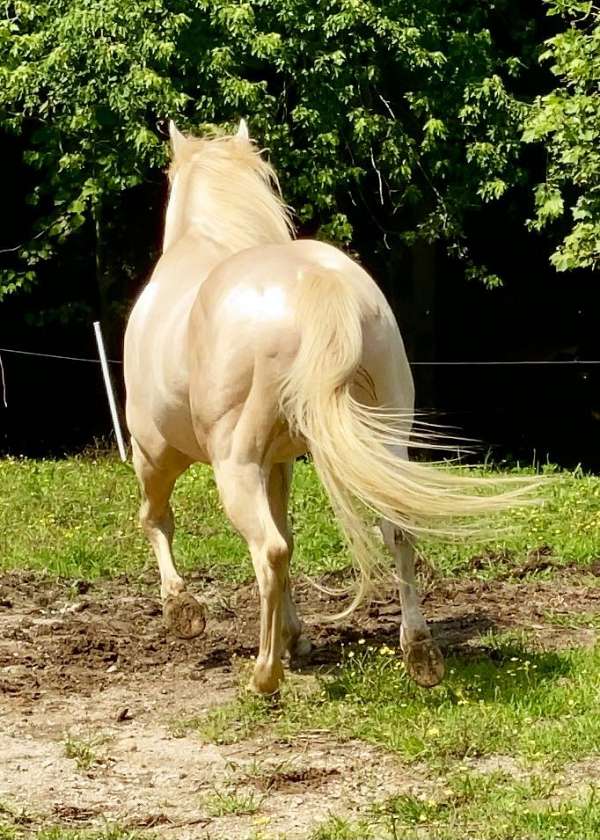 creme-stallion