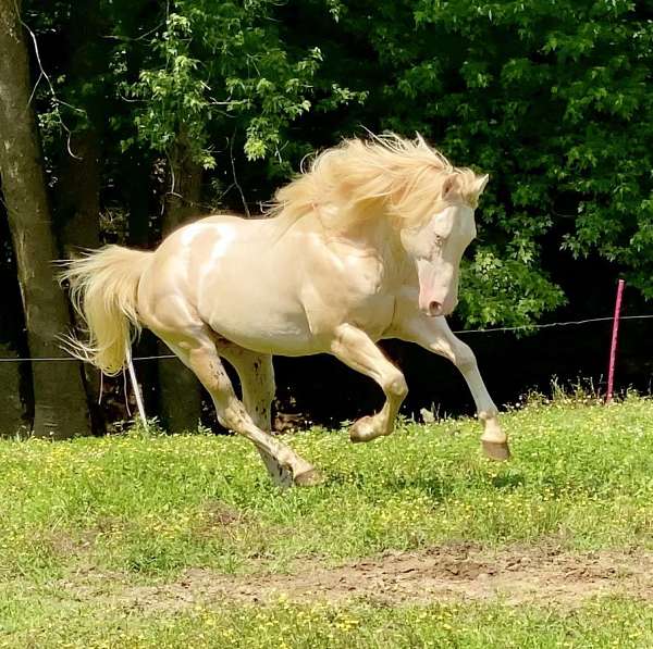 perlino-workin-horse