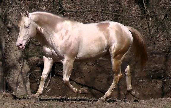 poco-bueno-quarter-horse