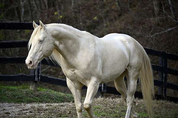 perlino-quarter-horse