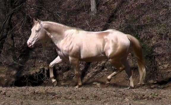 creme-quarter-horse